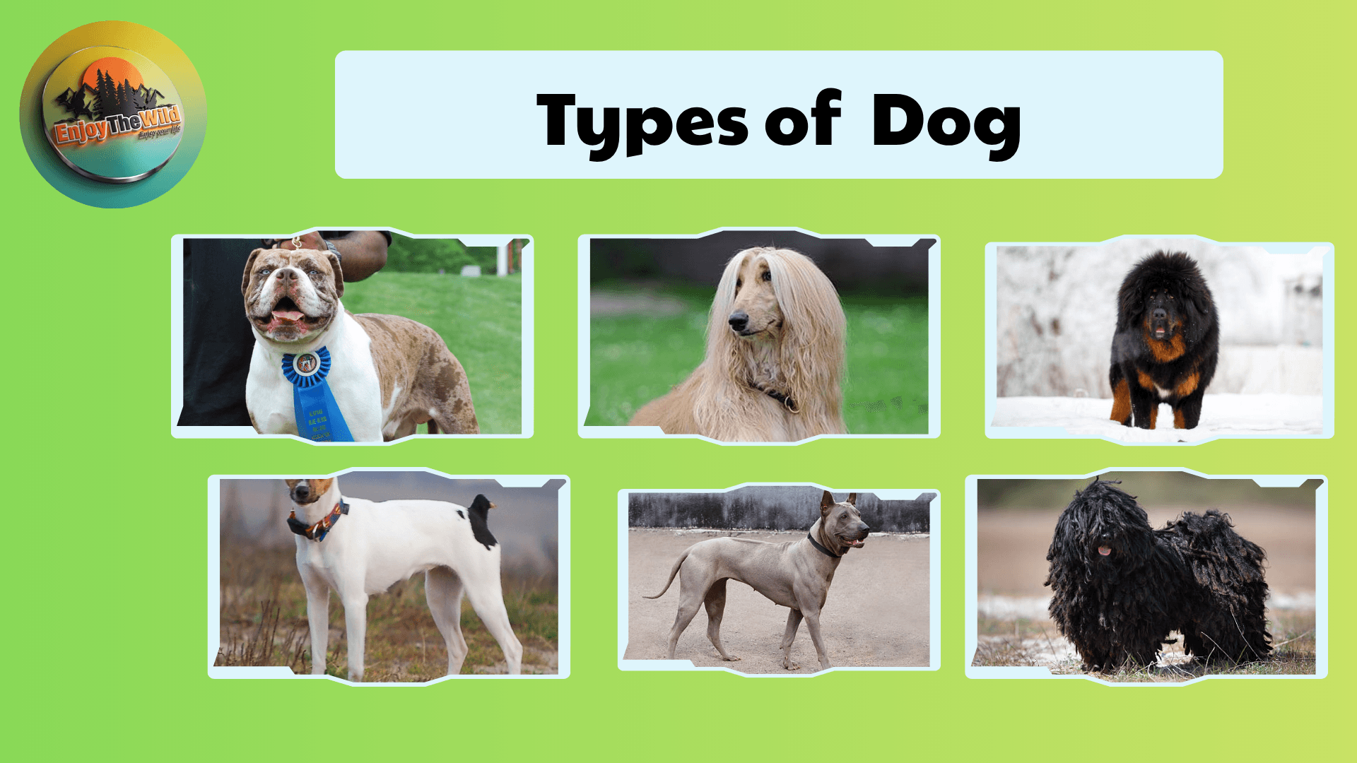 Types-of-Dog.
