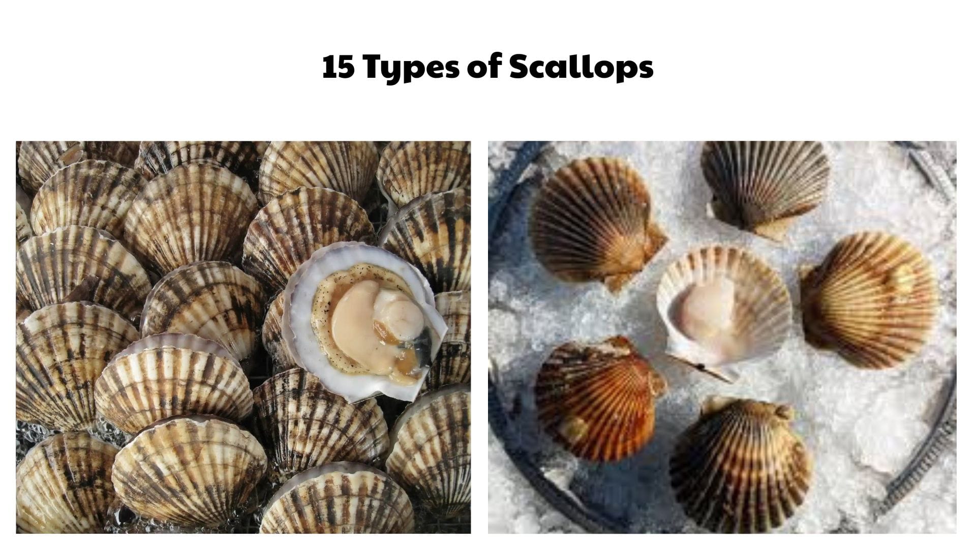 15 Types of Scallops