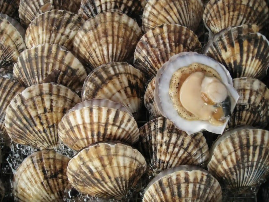 15 Types of Scallops