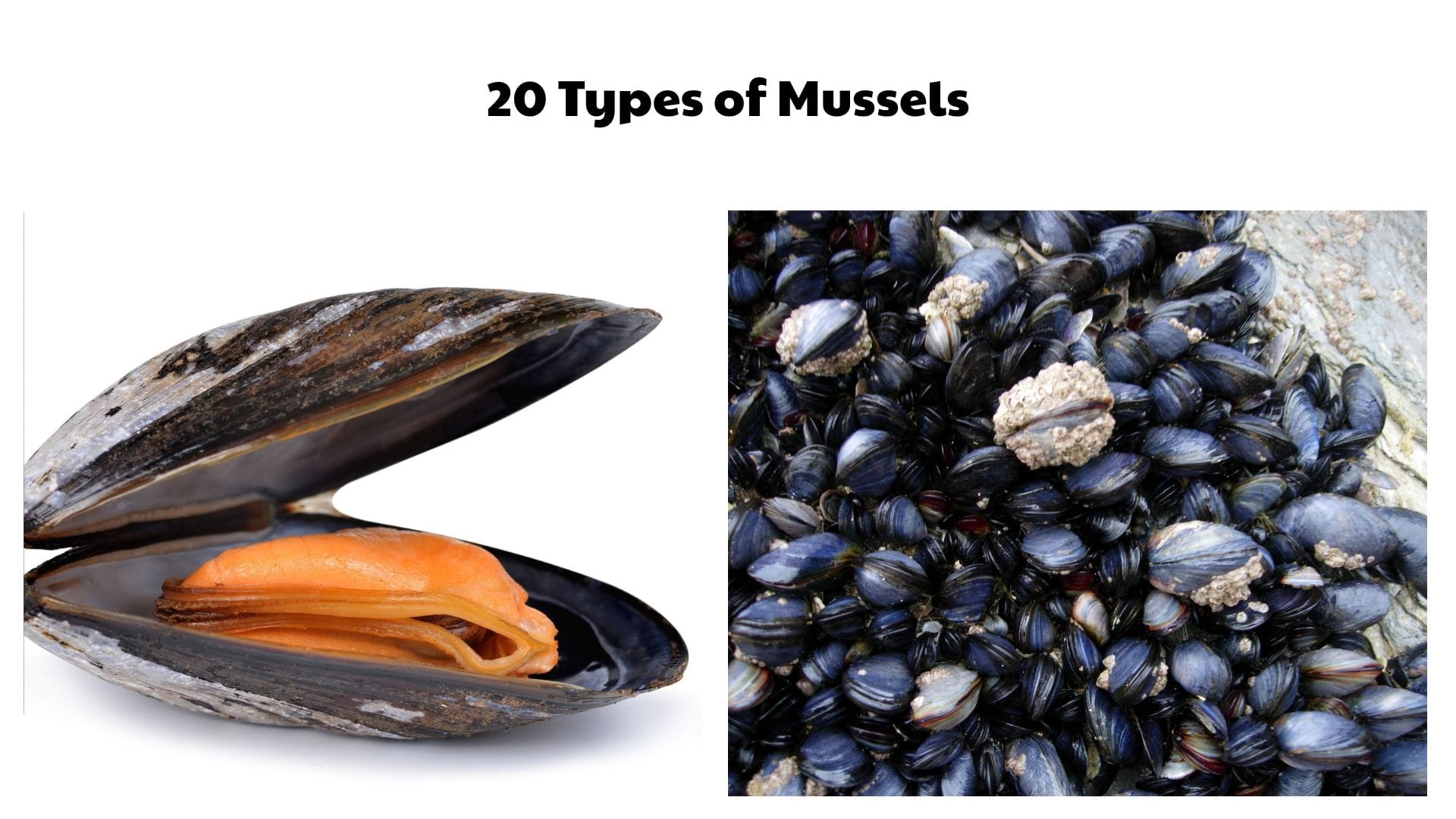 20 Types of Mussels