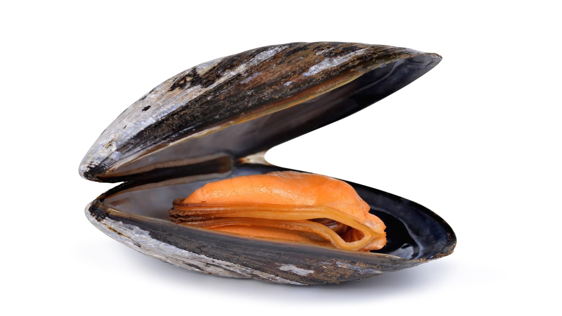 20 Types of Mussels