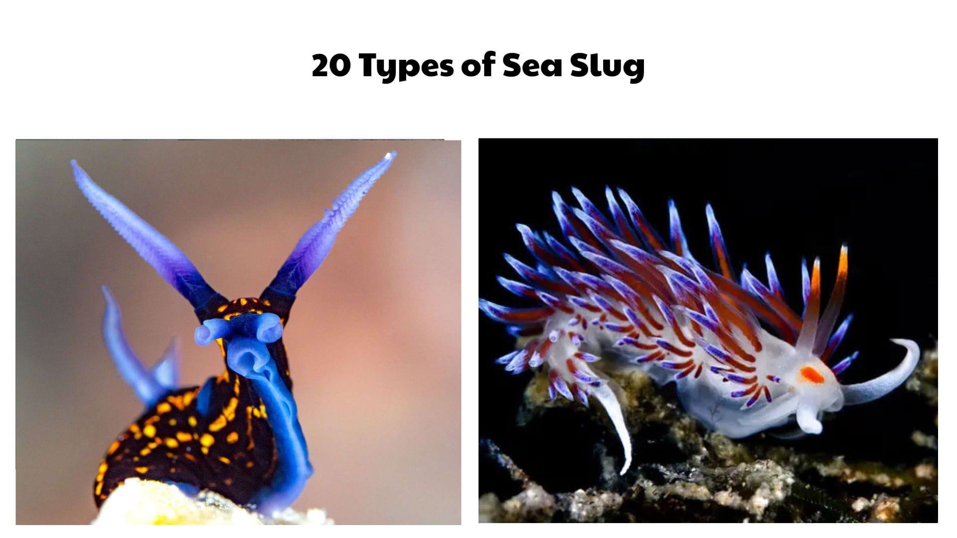 20 Types of Sea Slug
