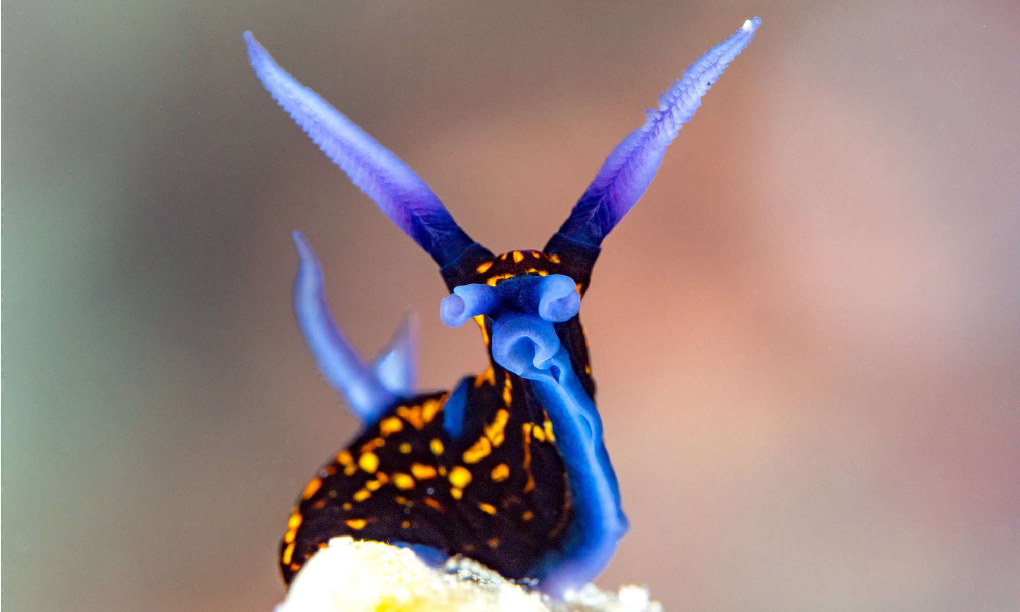 20 Types of Sea Slug