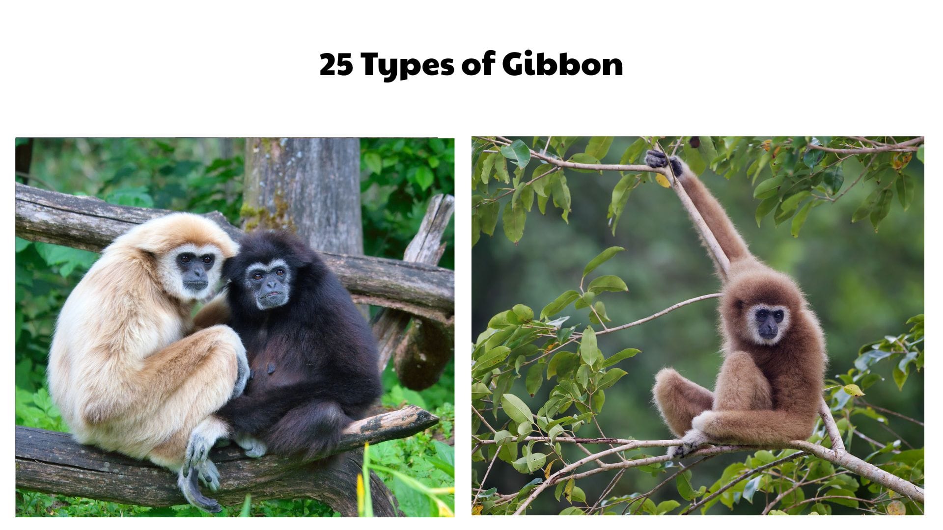 25 Types of Gibbon