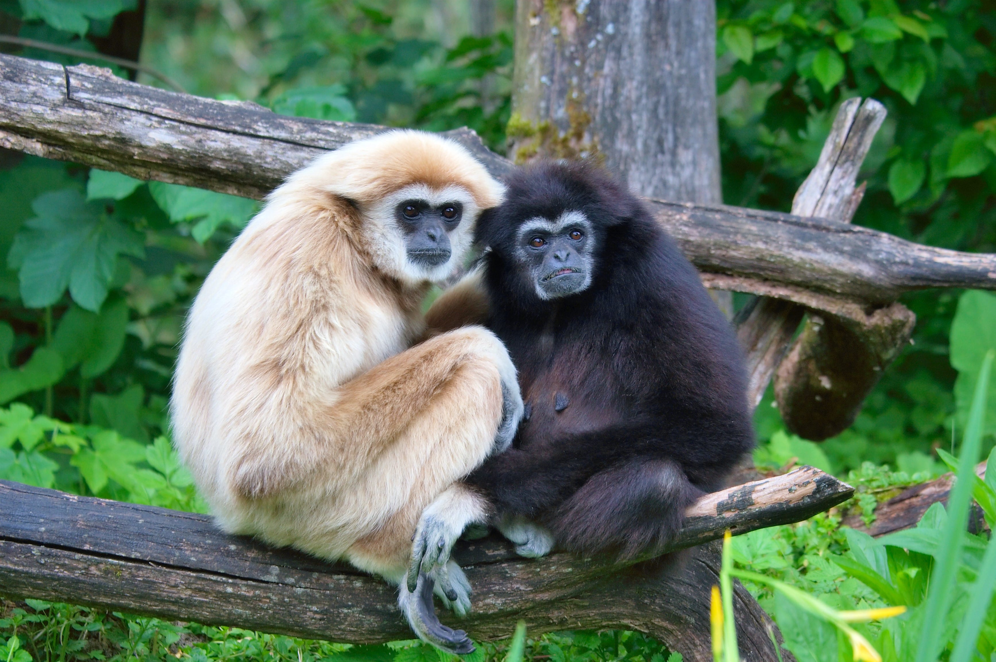 25 Types of Gibbon