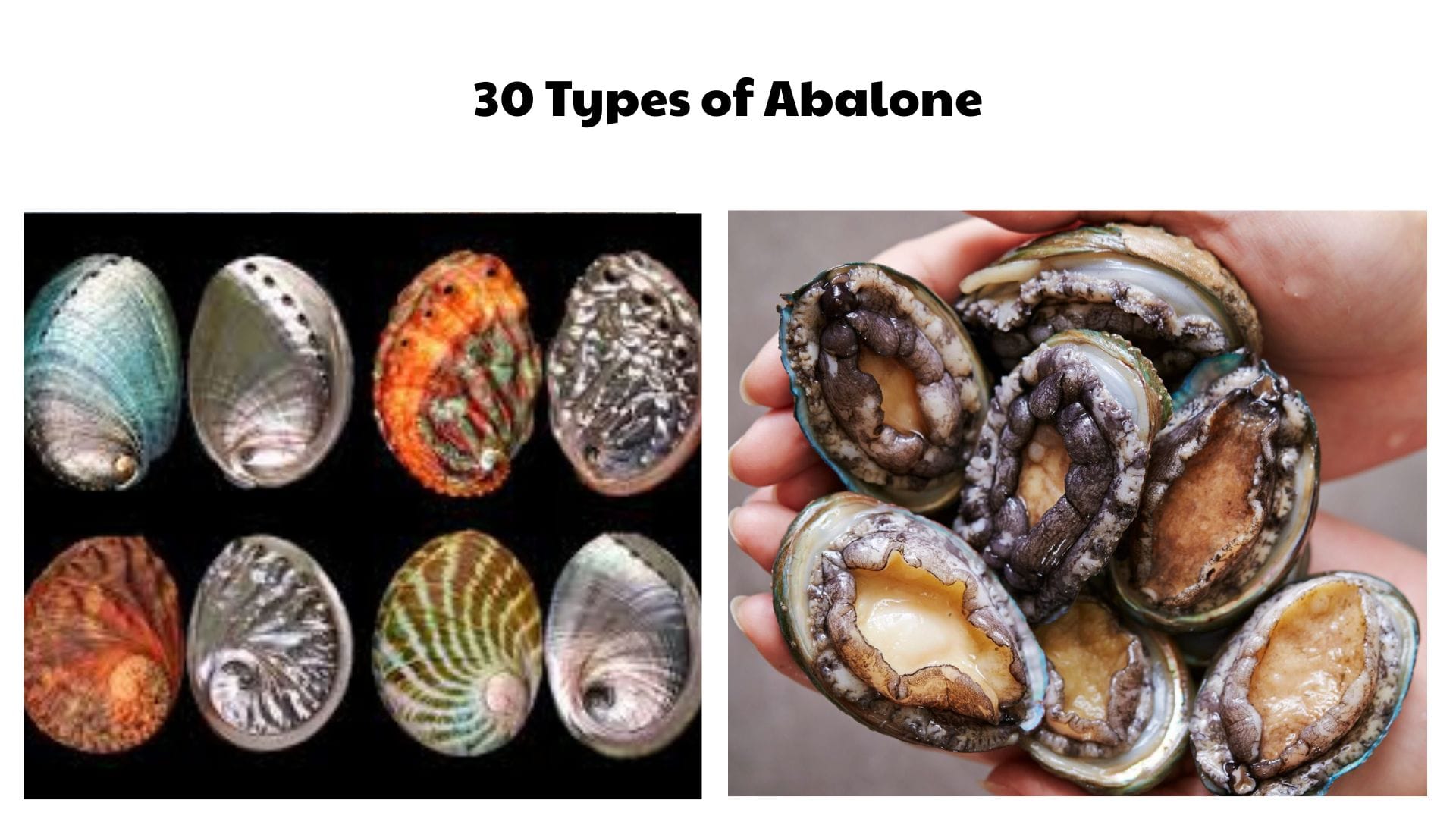 30 Types of Abalone