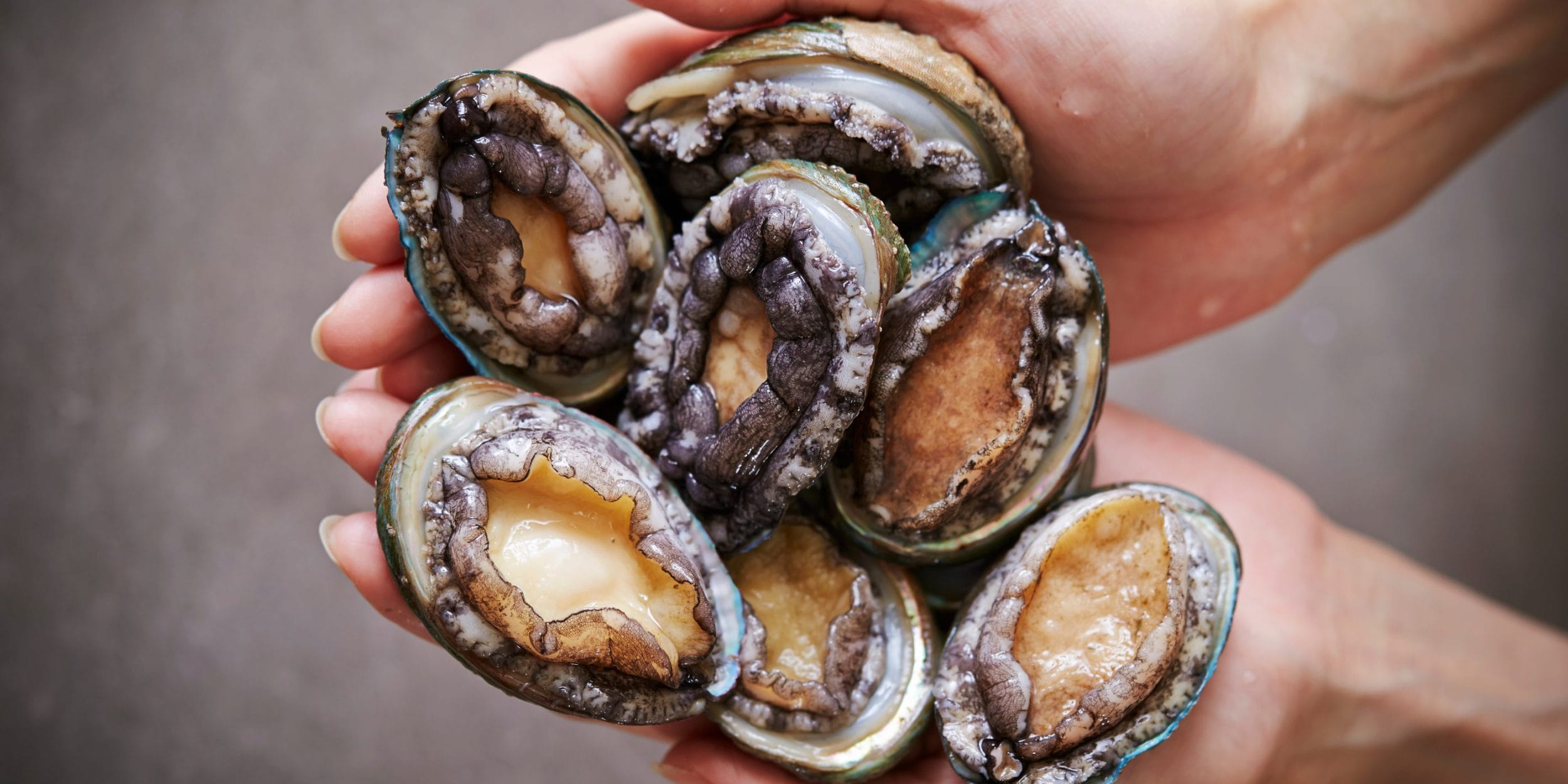 30 Types of Abalone