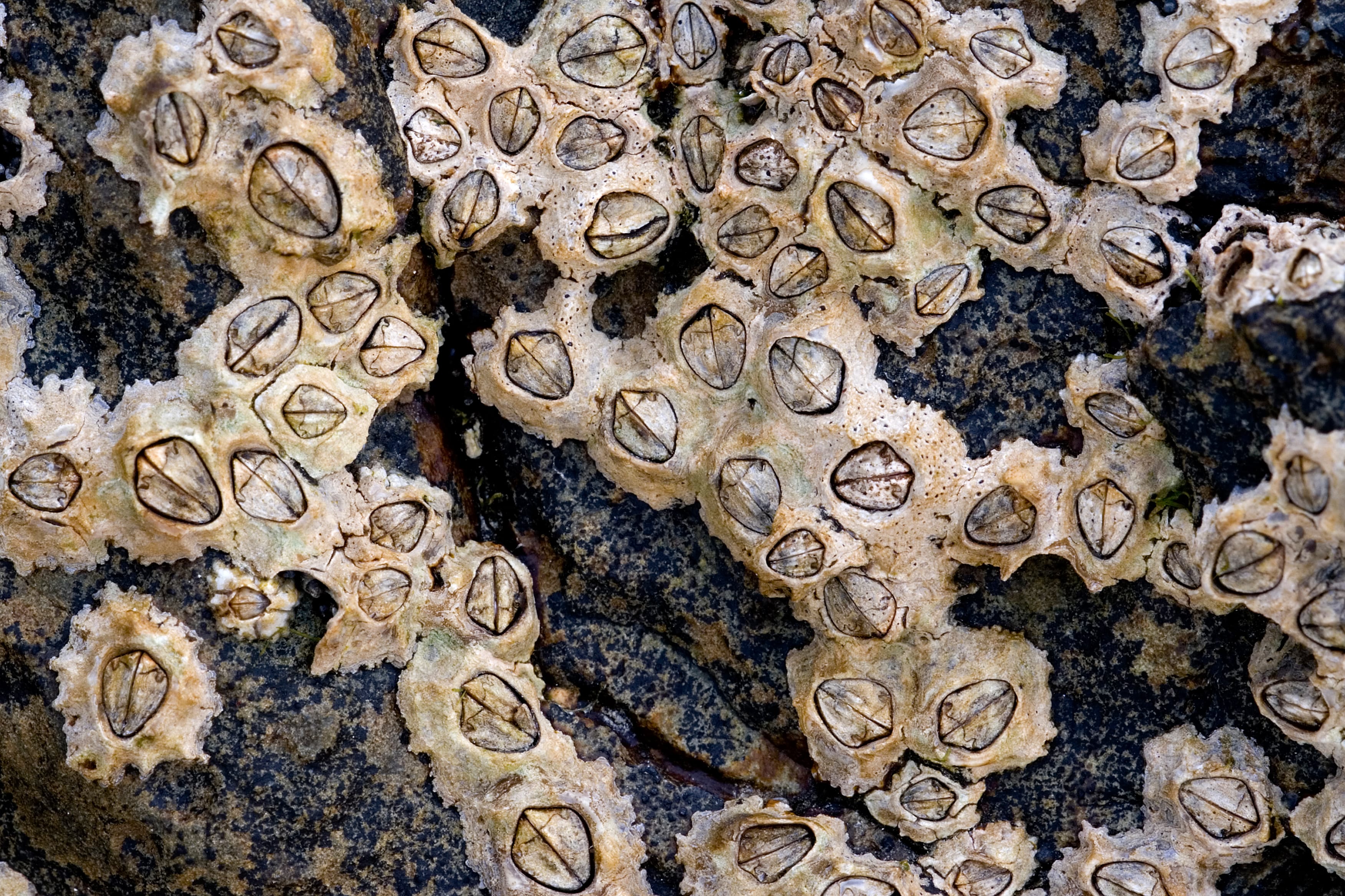 30 Types of Barnacle