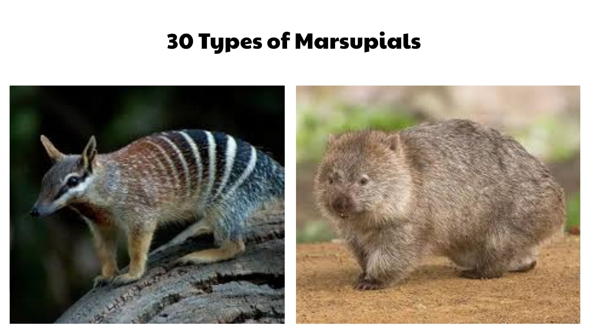 30 Types of Marsupials