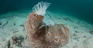 30 Types of Sea Cucumber