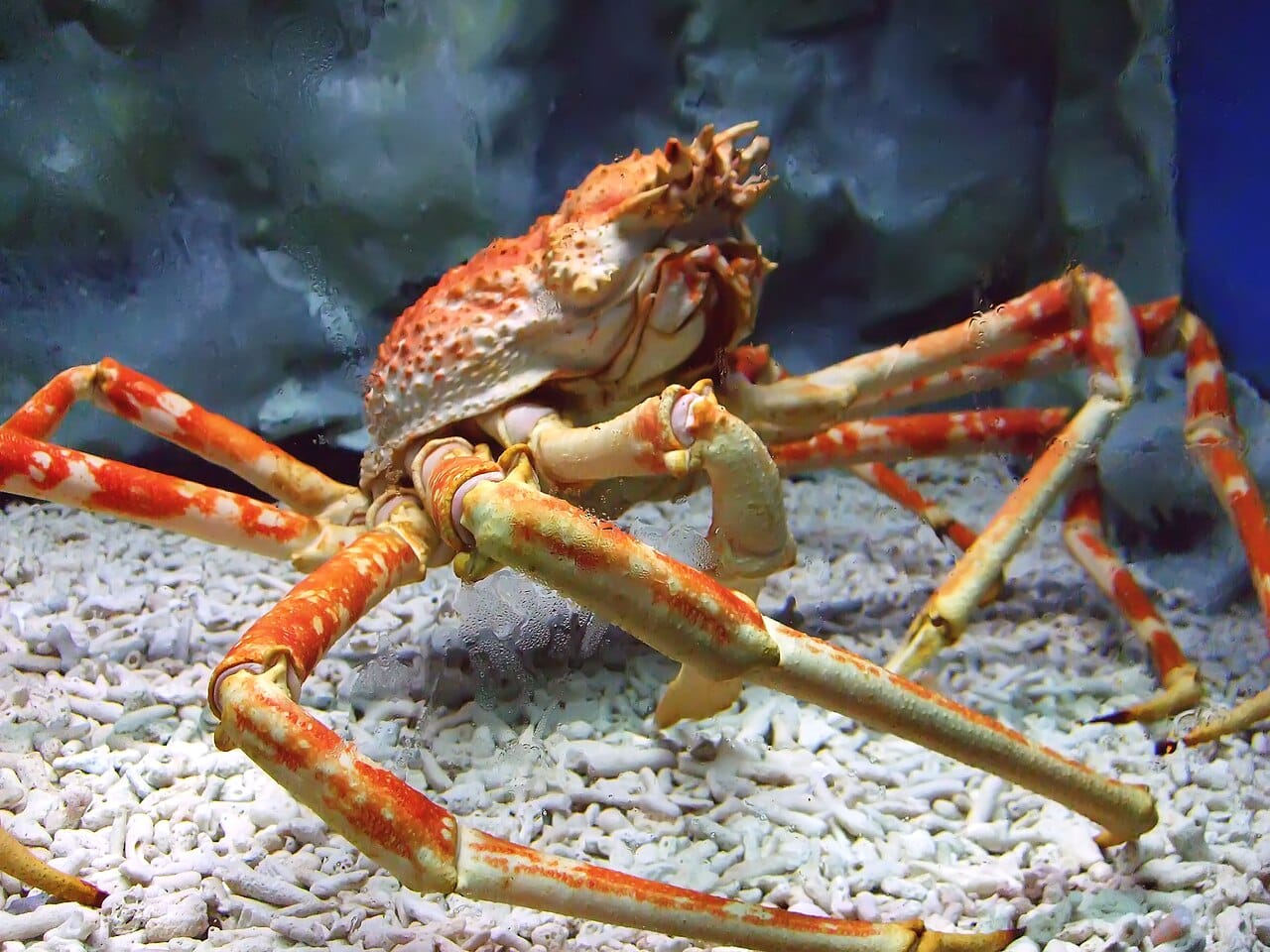 30 Types of Spider Crab