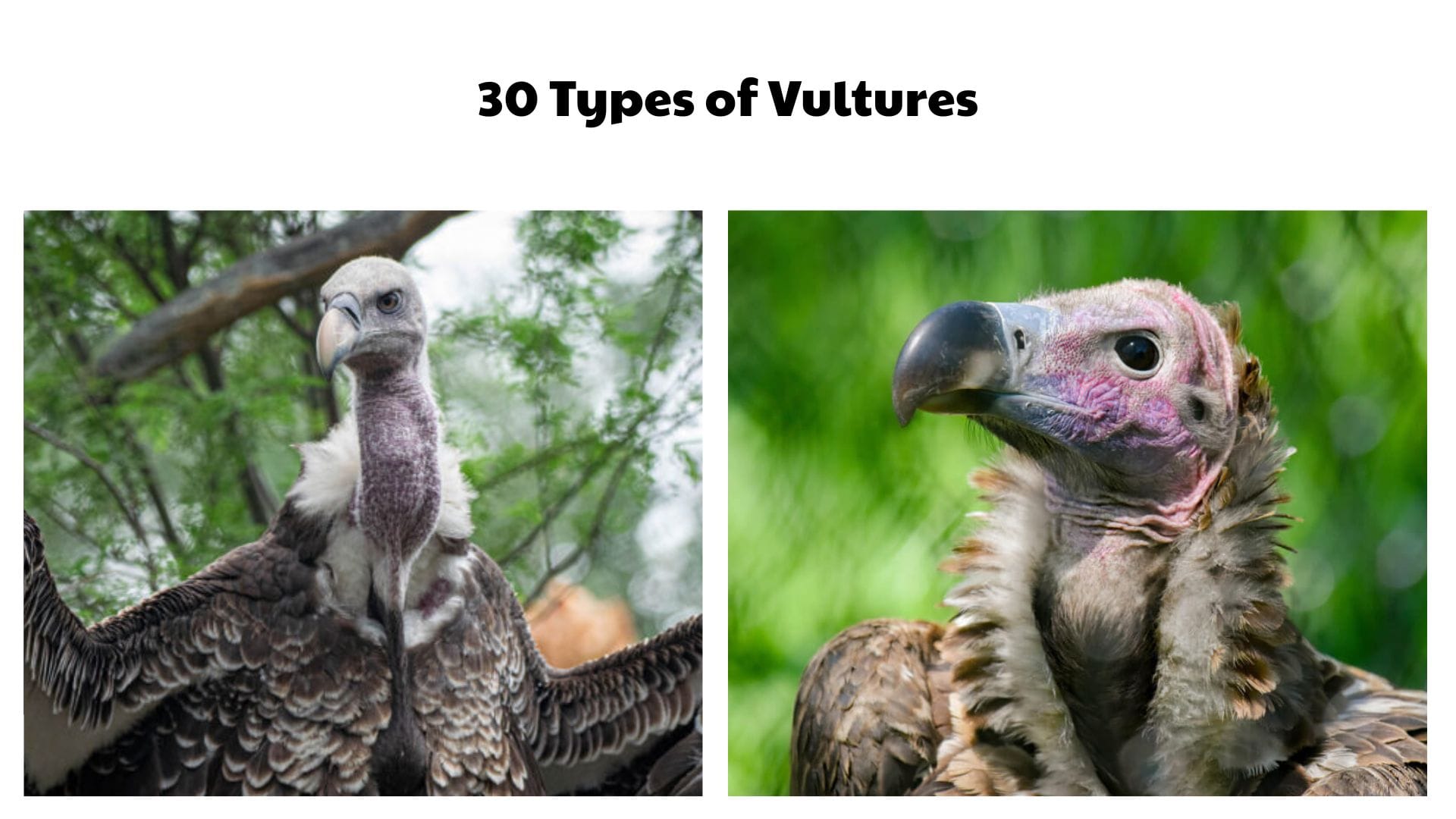 30 Types of Vultures