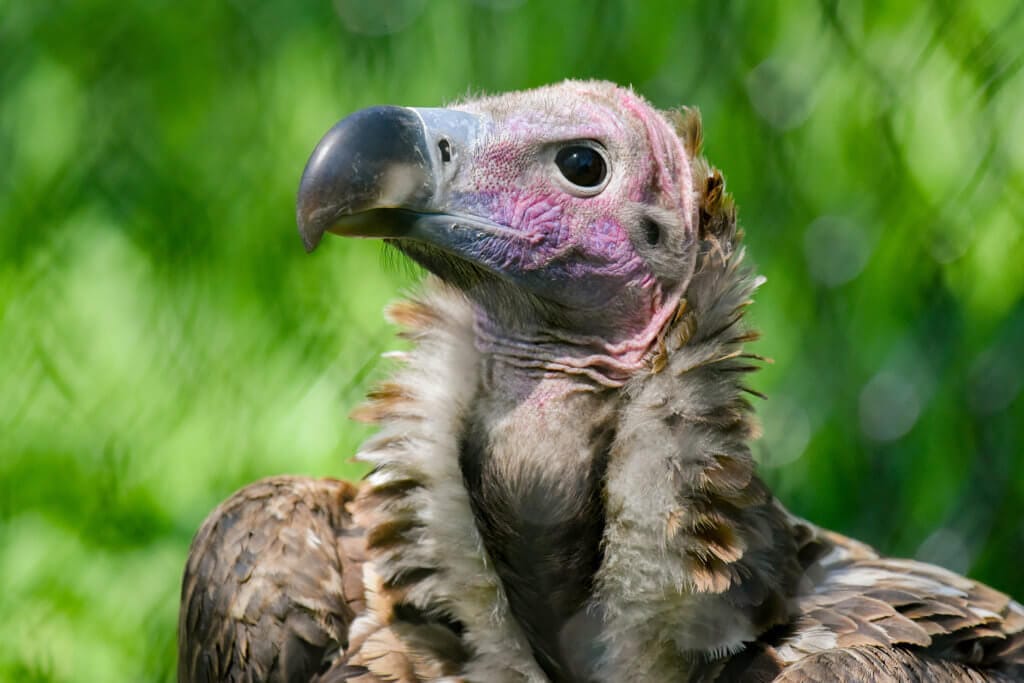30 Types of Vultures