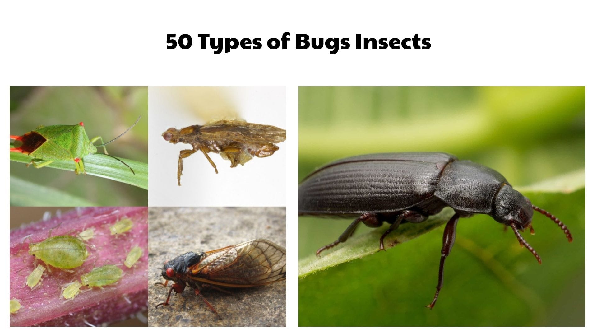 50 Types of Bugs Insects