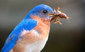 Bluebirds Eat