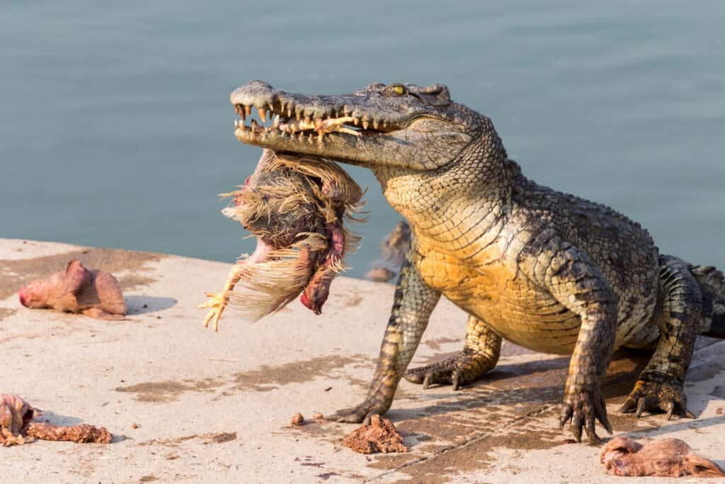 Crocodiles Eat