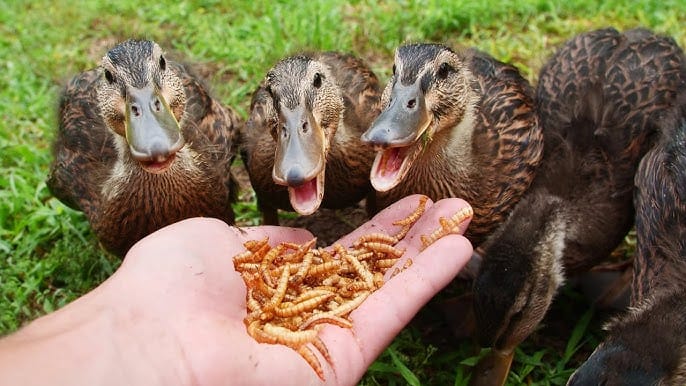 Ducks Eat