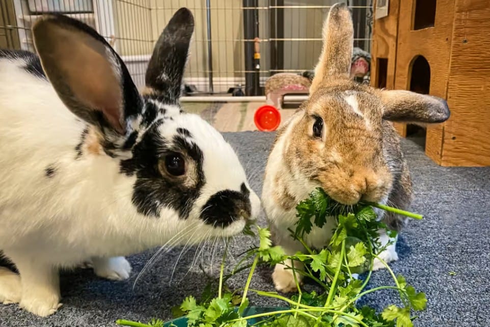 What Do Rabbits Eat? 70 Foods They Love the Most (Complete Diet Guide)