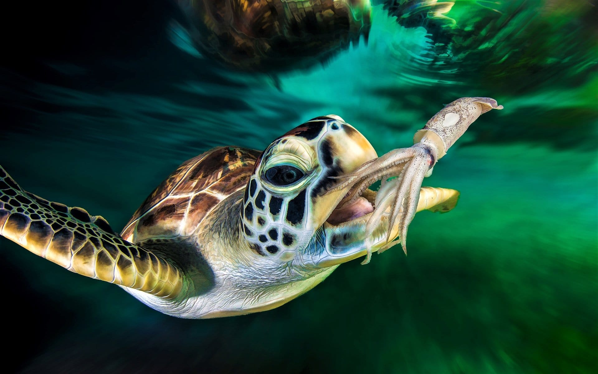 Sea Turtles Eat