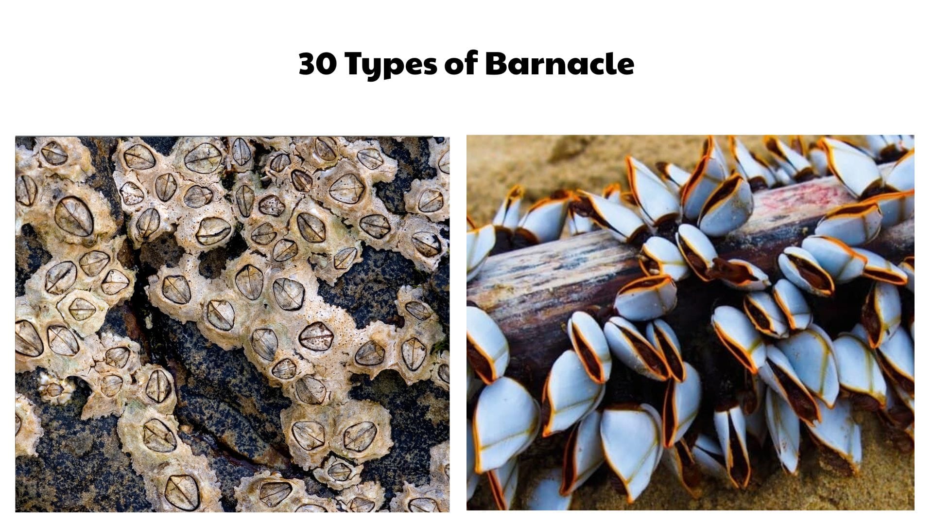 Types of Barnacle