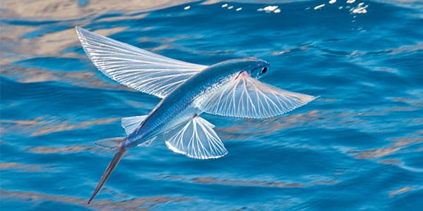 Types of Flying Fish