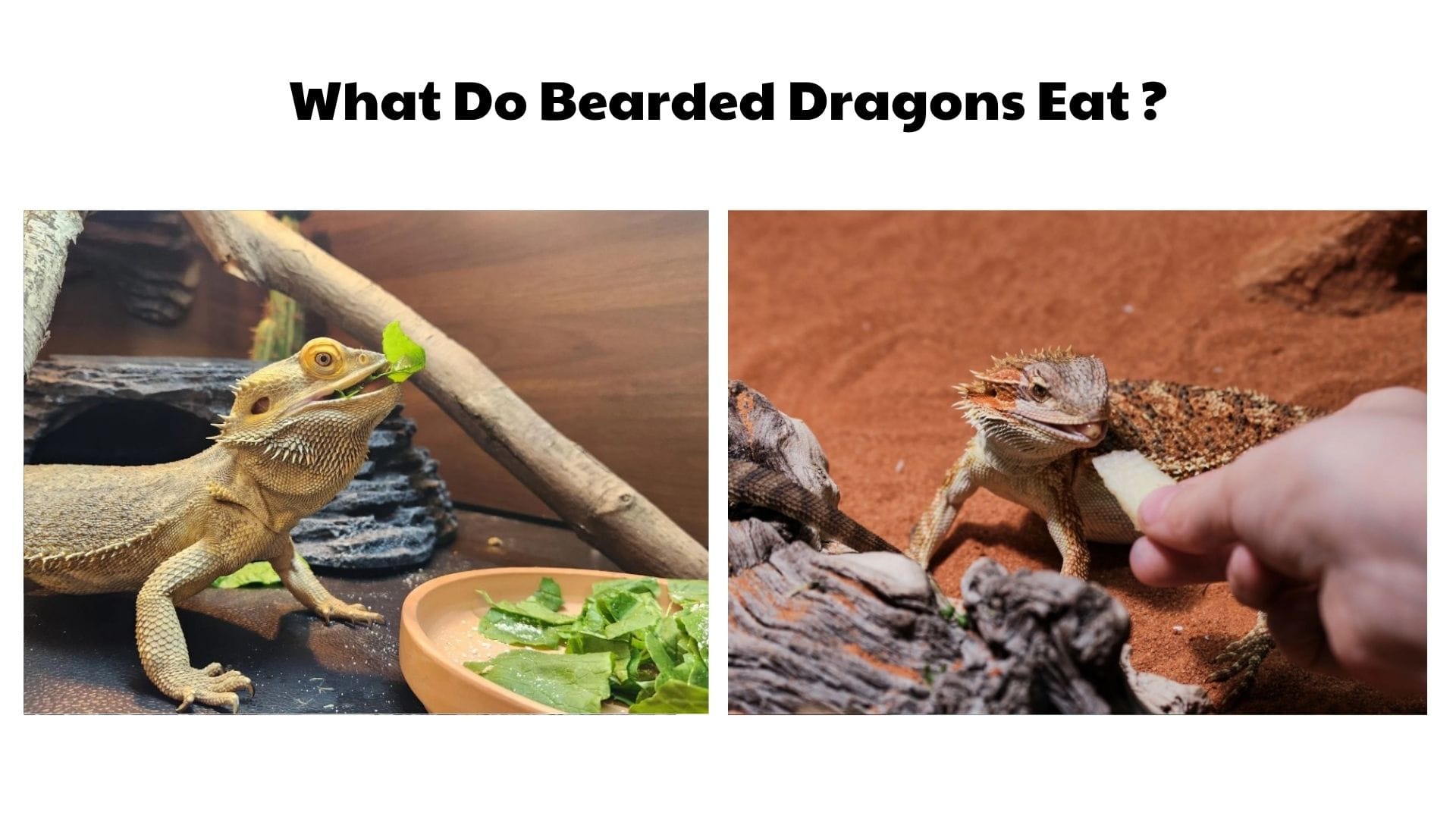 What Do Bearded Dragons Eat