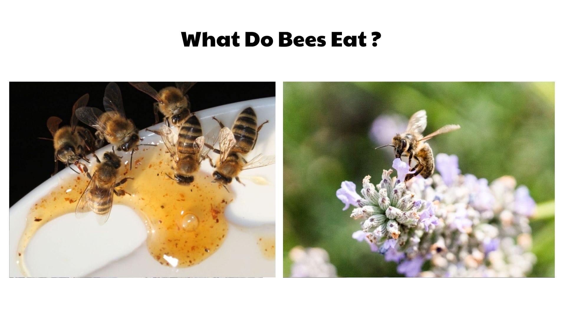 What Do Bees Eat