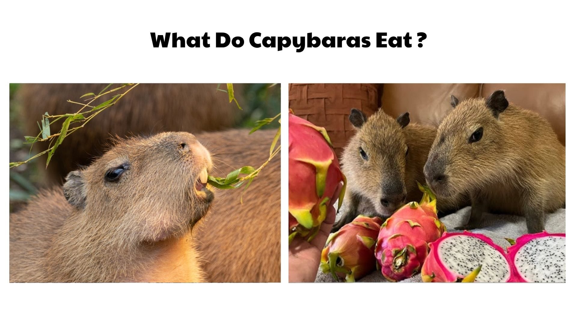 What Do Capybaras Eat
