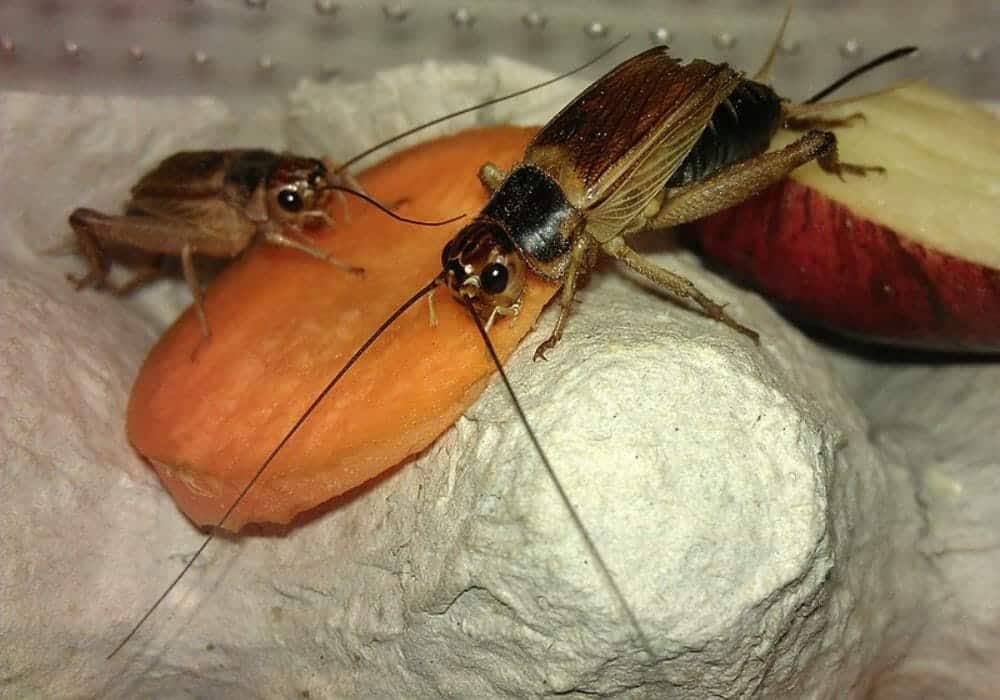 What Do Crickets Eat