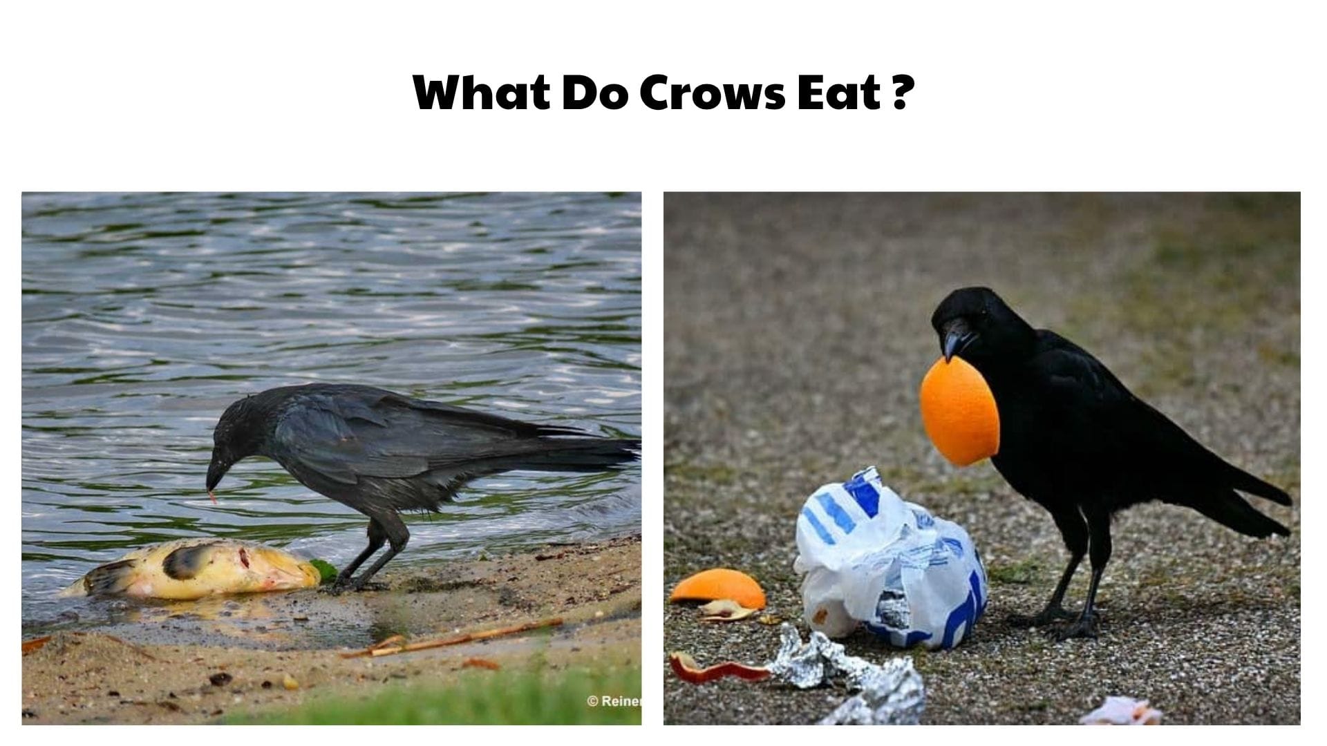 What Do Crows Eat