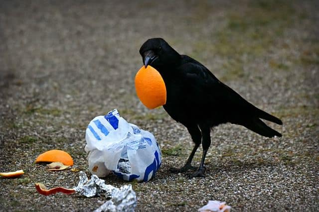 What Do Crows Eat