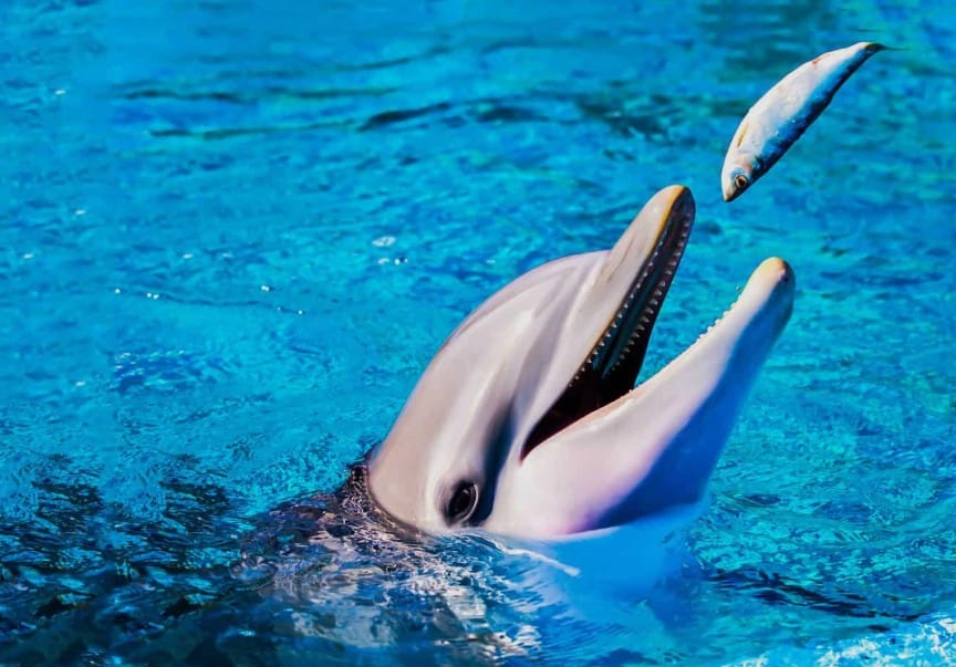 What Do Dolphins Eat