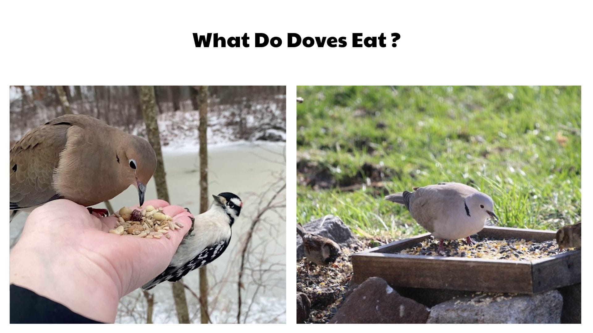 What Do Doves Eat