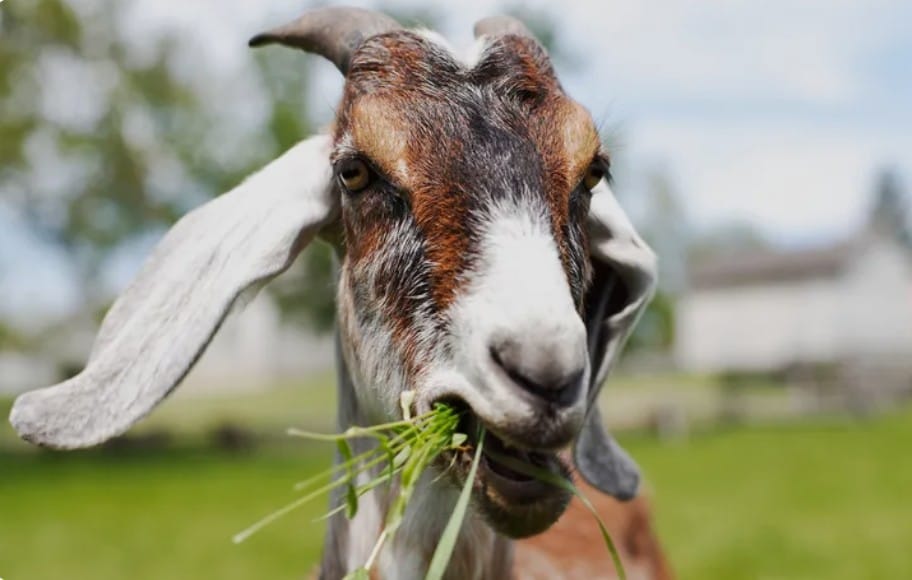 What Do Goats Eat