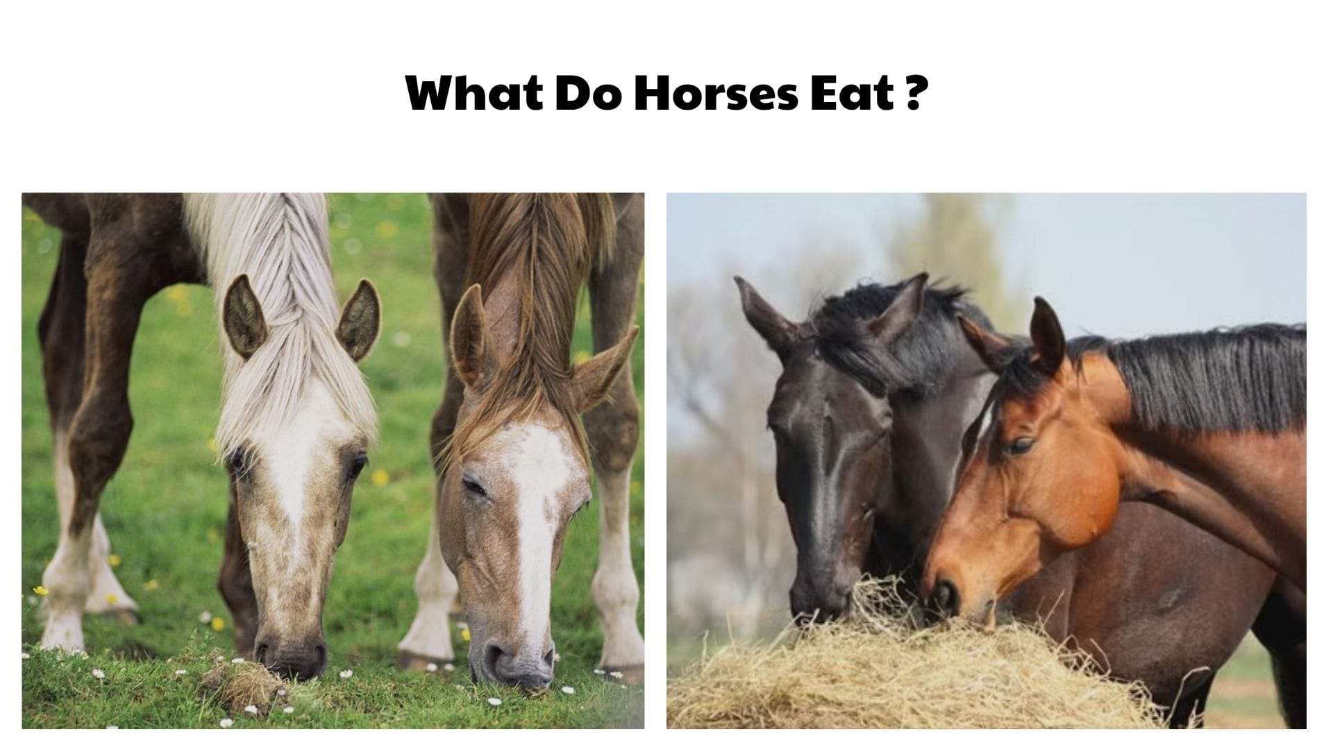 What Do Horses Eat