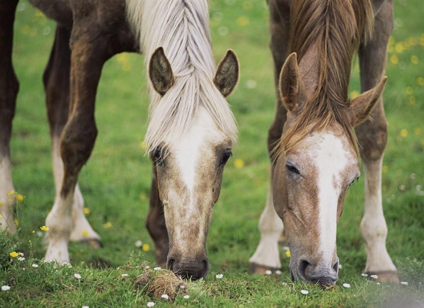 What Do Horses Eat