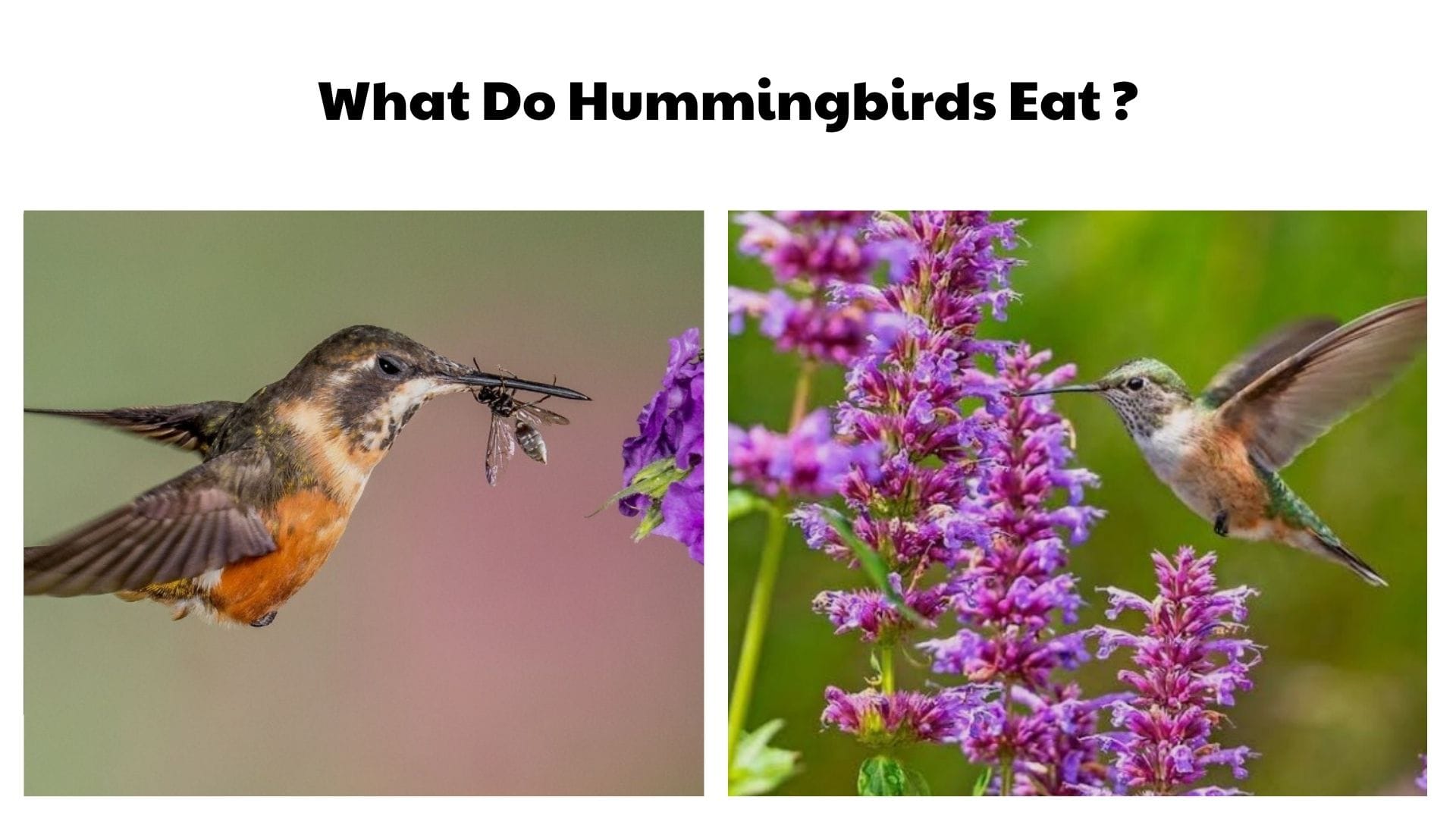 What Do Hummingbirds Eat