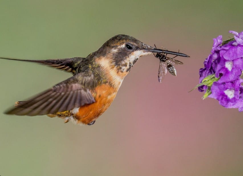 What Do Hummingbirds Eat