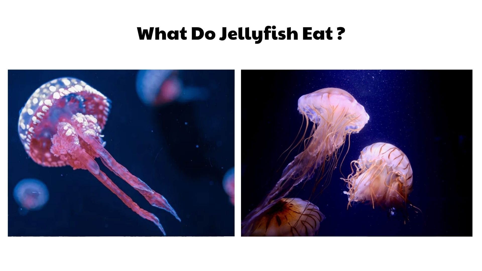 What Do Jellyfish Eat