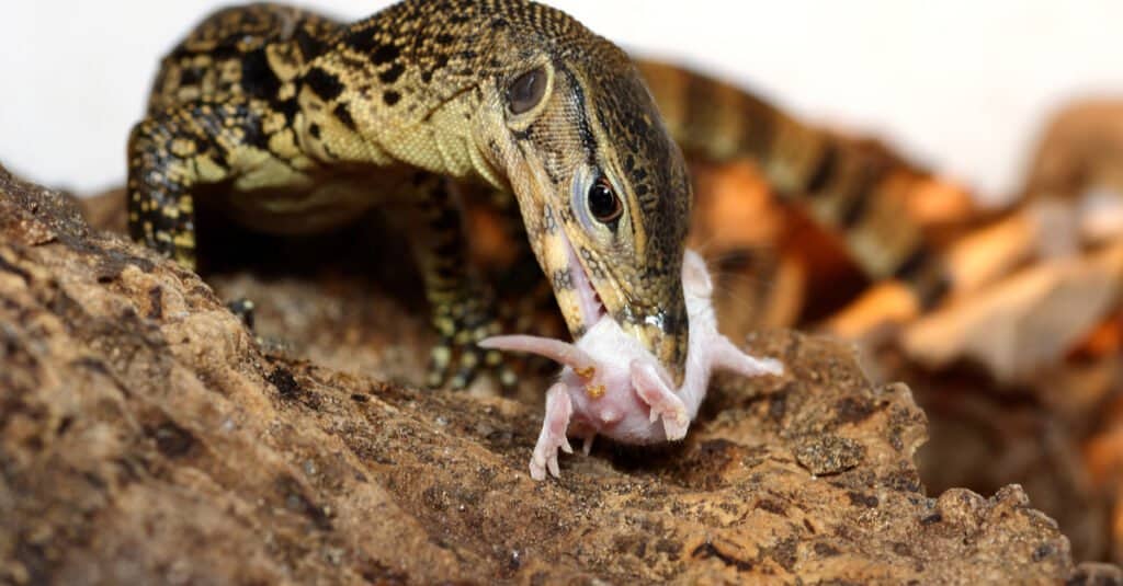 What Do Lizards Eat
