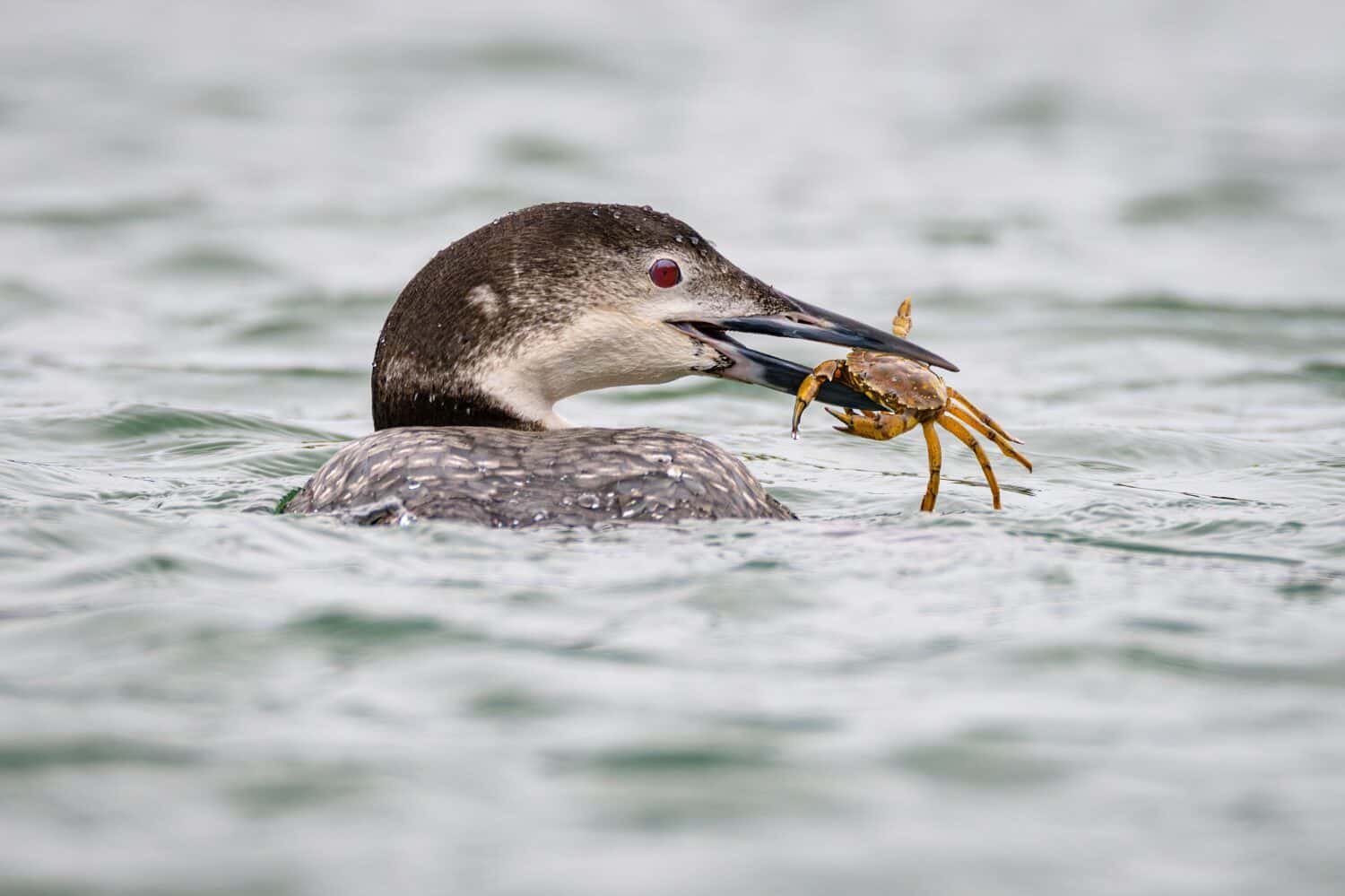 What Do Loons Eat