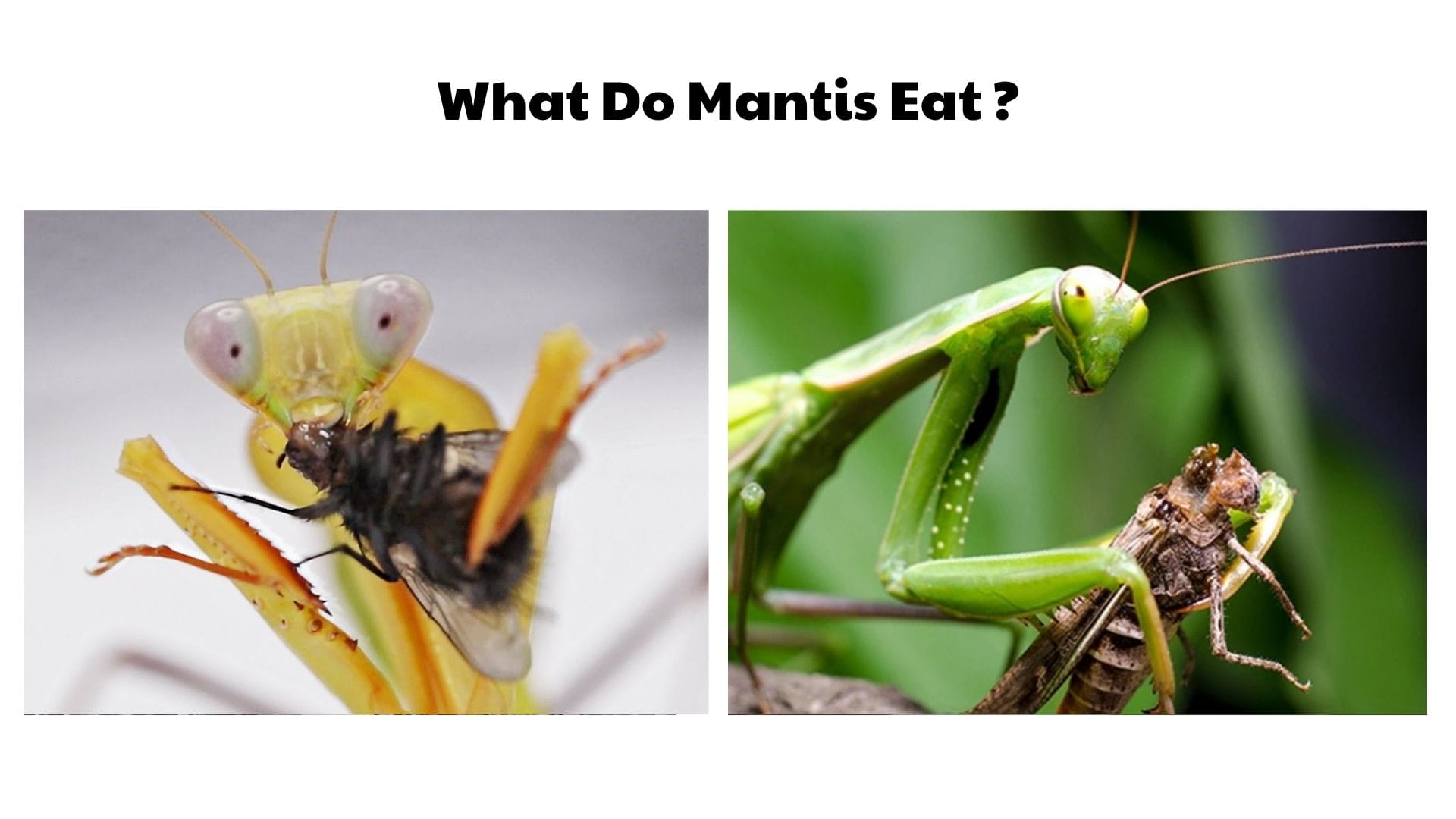 What Do Mantis Eat