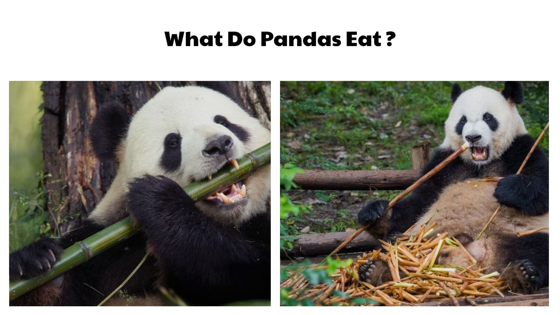 What Do Pandas Eat