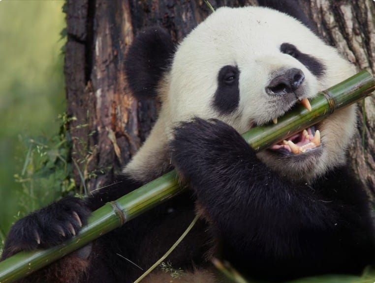 What Do Pandas Eat