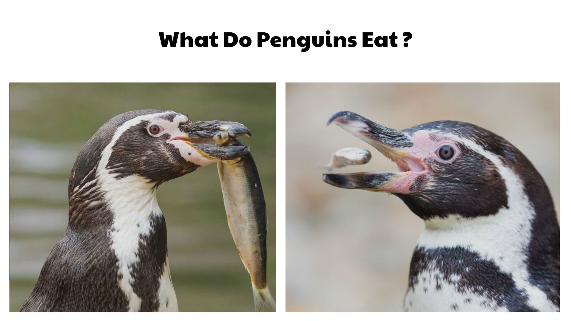 What Do Penguins Eat