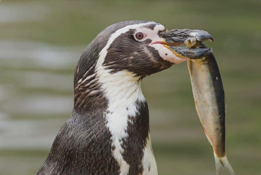 What Do Penguins Eat