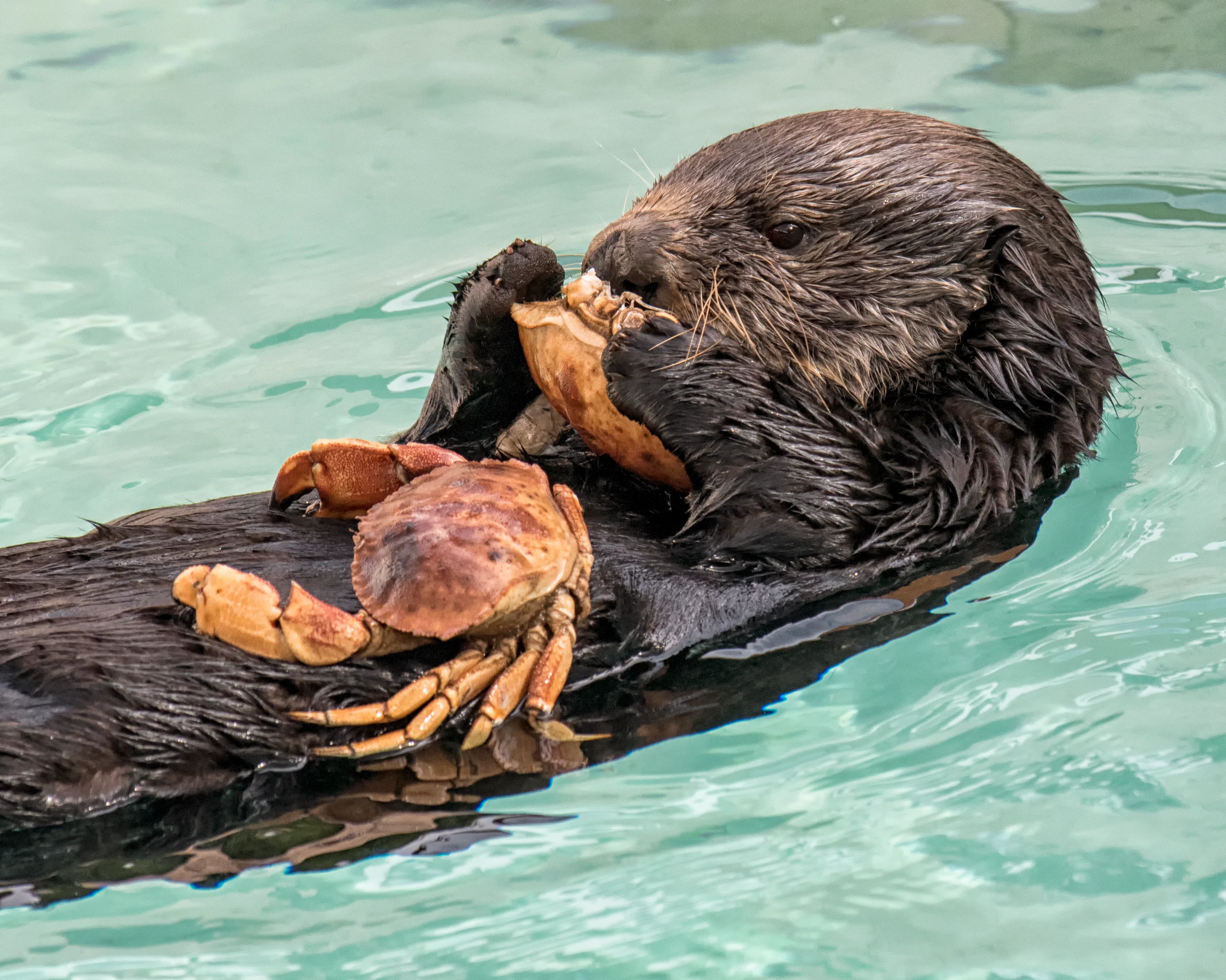 What Do Sea Otters Eat in the Wild