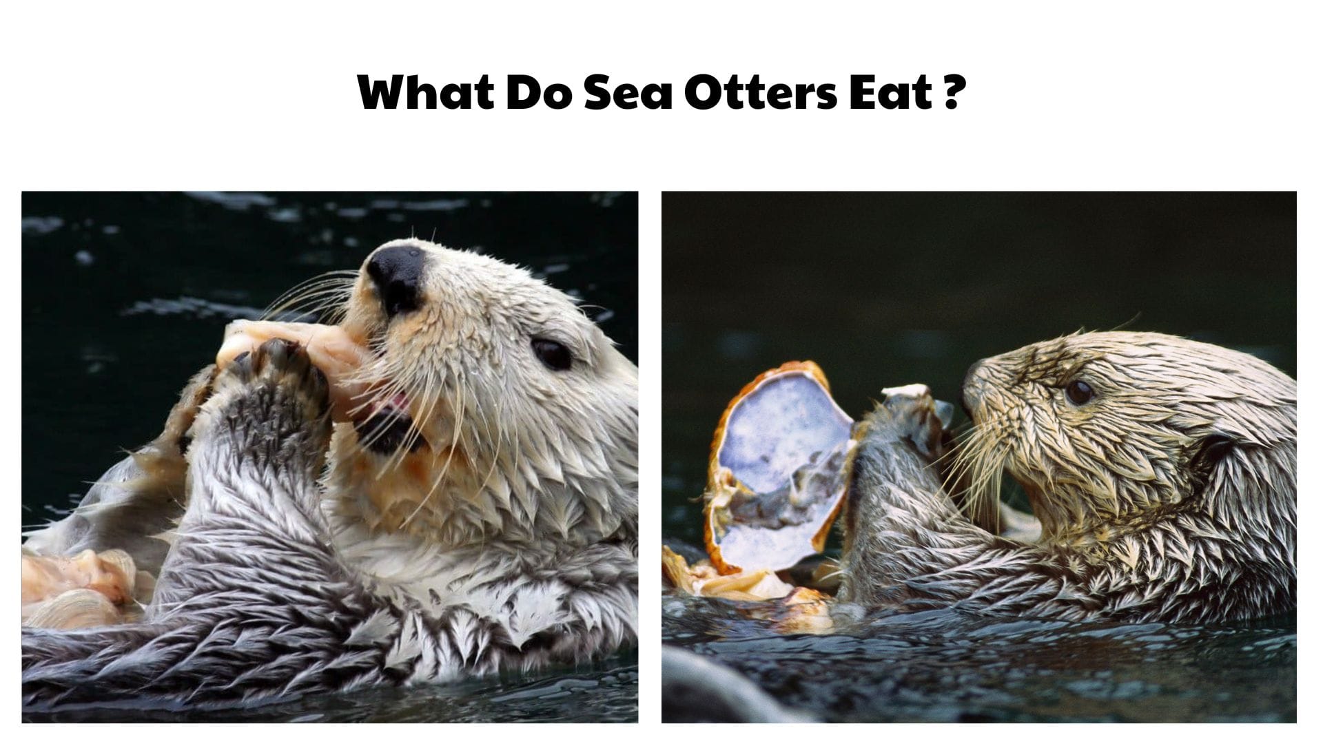 What Do Sea Otters Eat
