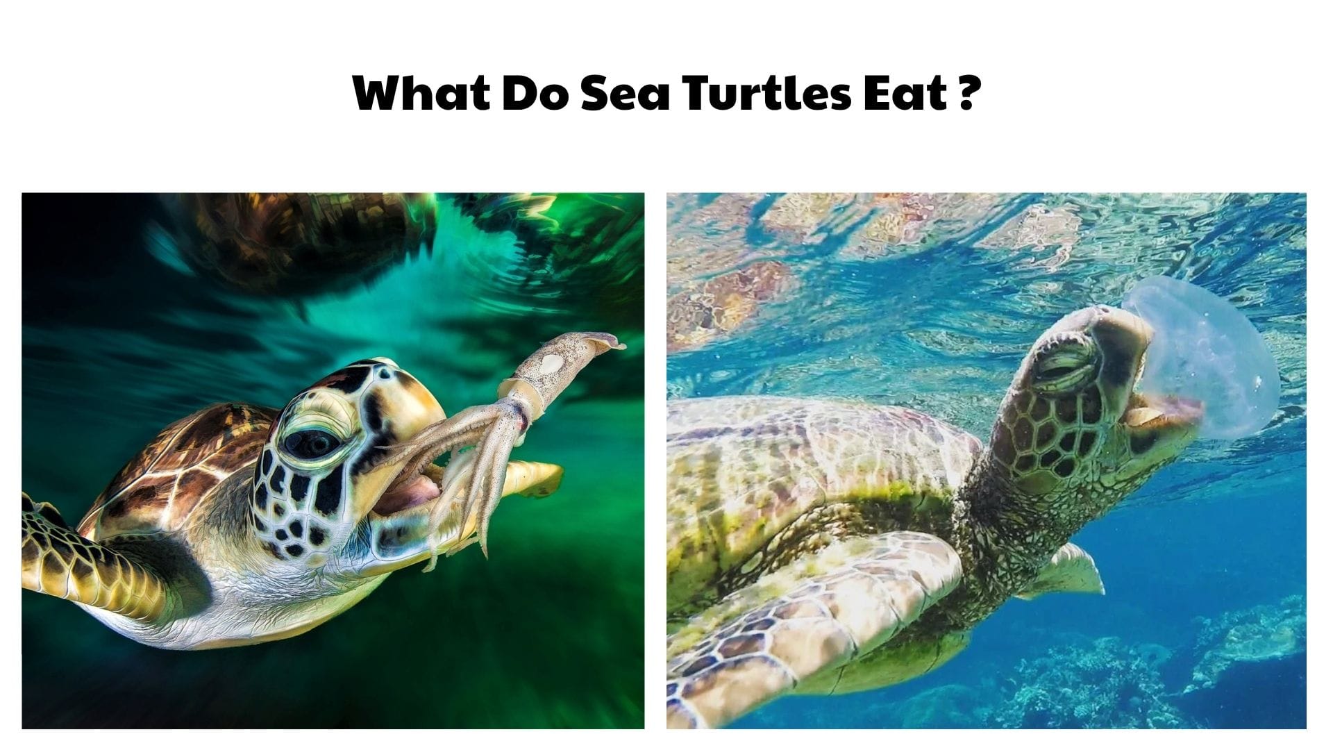 What Do Sea Turtles Eat