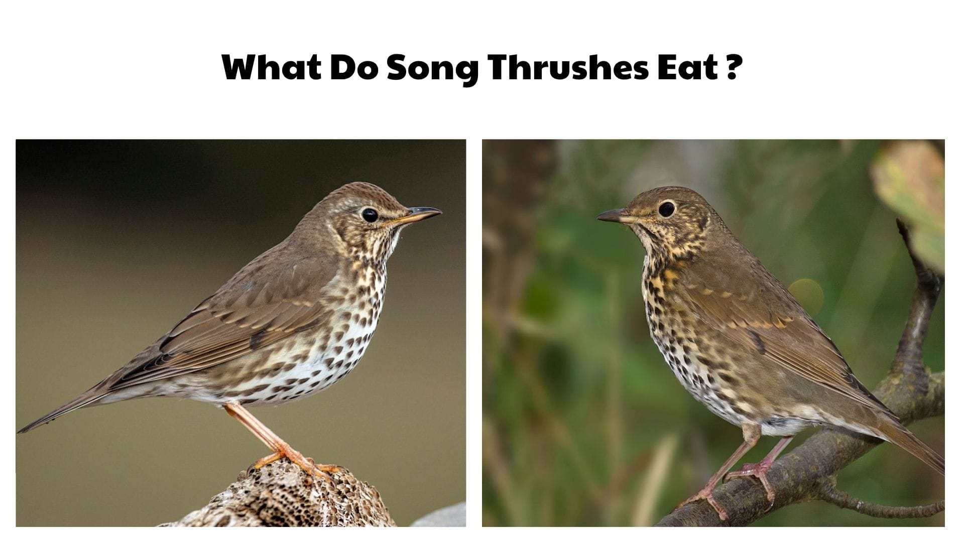What Do Song Thrushes Eat